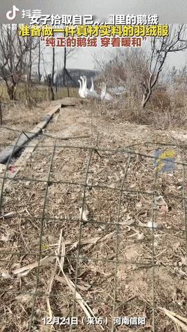 河南信阳， 一女子觉得羽绒服太贵，于是就看中家鹅的鹅毛，然后她每天在鹅圈里拾取真