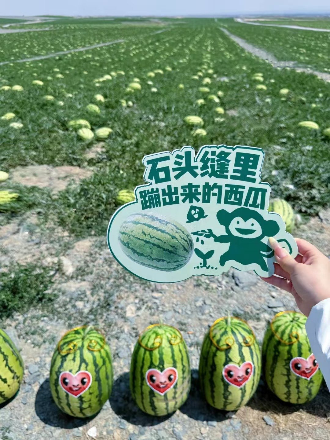 五一在中卫沙漠吃西瓜还是太超前了五一出游不用费脑做攻略，直接上美团就够了！吃喝玩
