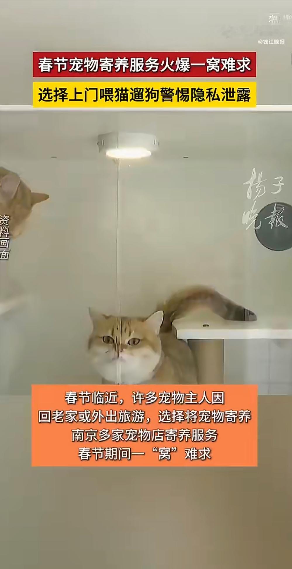 一条“女子上门喂猫两周赚7454元”的新闻冲上热搜。据媒体报道，一位年轻女子利用