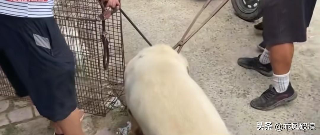 一只极具灵性的拉布拉多犬被卖给了狗贩子。狗狗向狗贩跪地求饶，怎奈换来的却是狗贩的