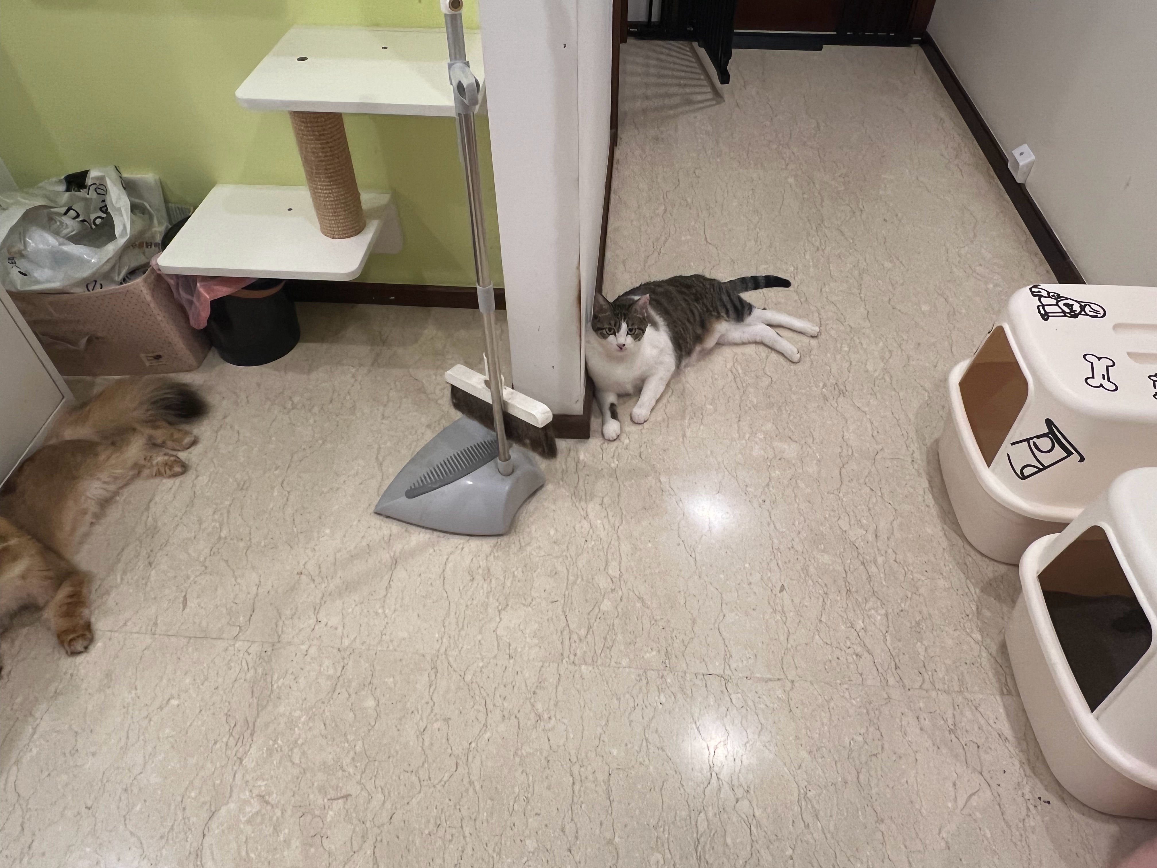 这是要开猫猫早会吗萌宠c位计划