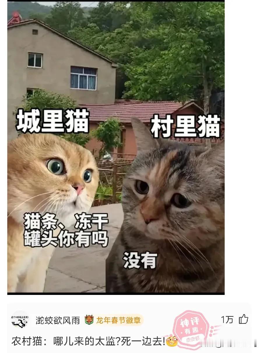 发个城里猫水一天