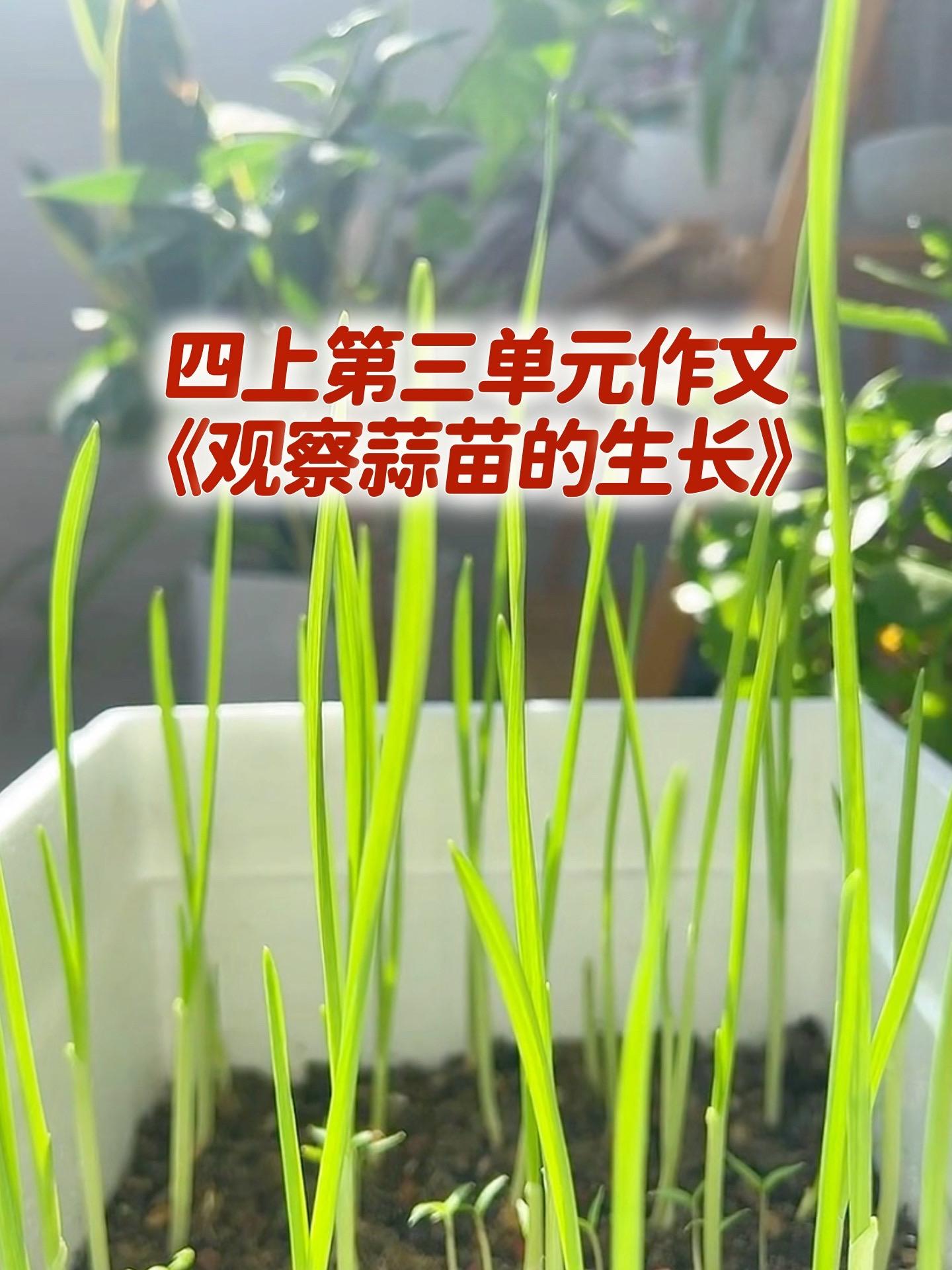 《观察蒜苗的生长》 日记。写日记，困难的孩子，家长拿去给孩子练吧。