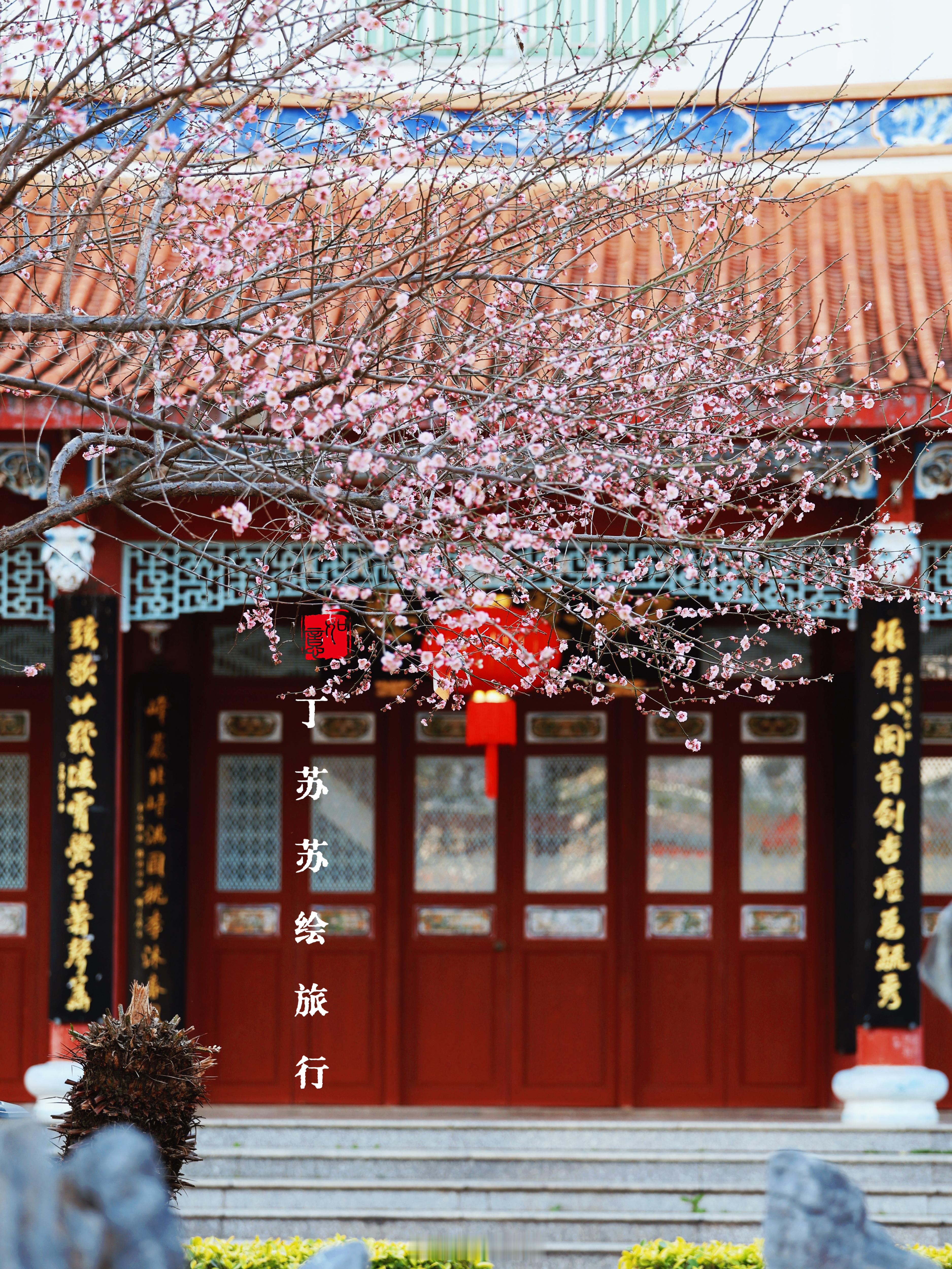 崇福寺梅花树下喝咖啡‼️春节福州寺院太会玩错过林阳寺梅花的朋友，崇福寺给你安排‼