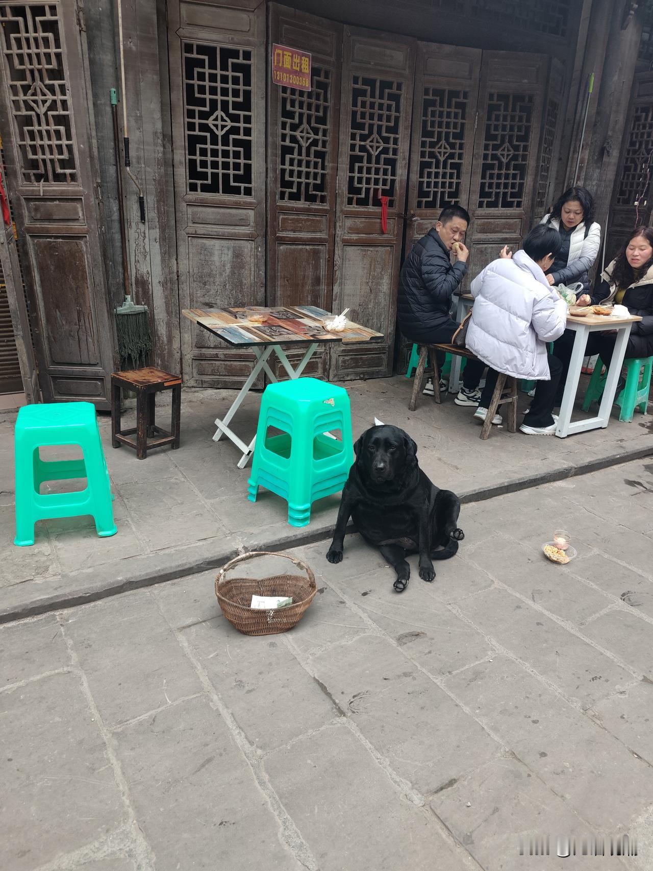 狗子过年也开始挣钱了