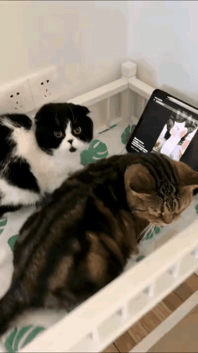 连猫咪都成双成对的，让那些单身的人，情以何堪啊？