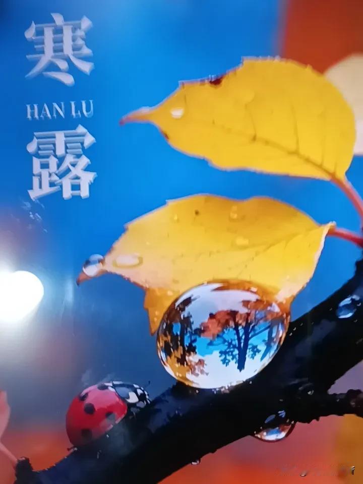 白露是9月7-9日，属于刚从初秋转仲秋，夏末的余热还没散干净，夜里凝结的露水只是