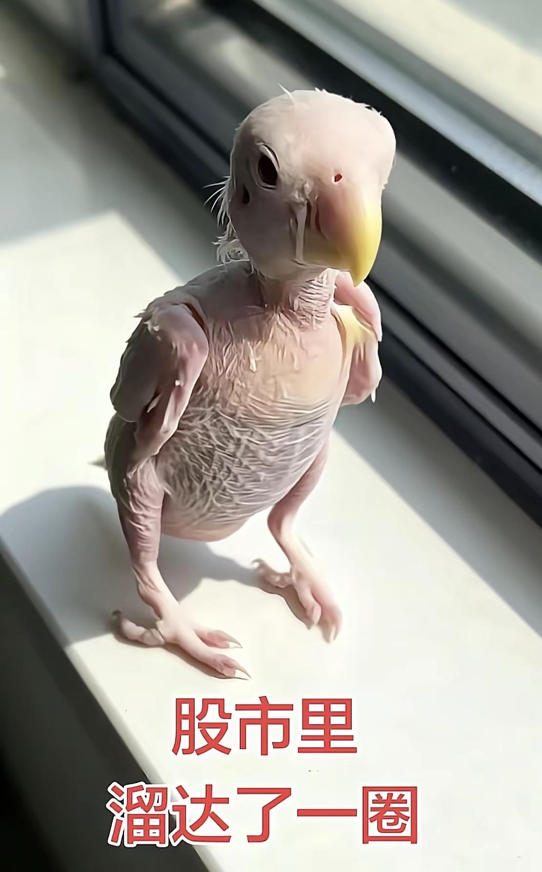 6月份老公这只老鸟在股市里逛了一圈，出来之后就是这个图一样子了[捂脸]本以为就这