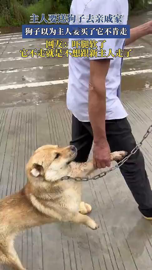 主人要送狗子去亲戚家，狗子以为主人要买了它不肯走。网友：吓腿软了。
它不走就是不