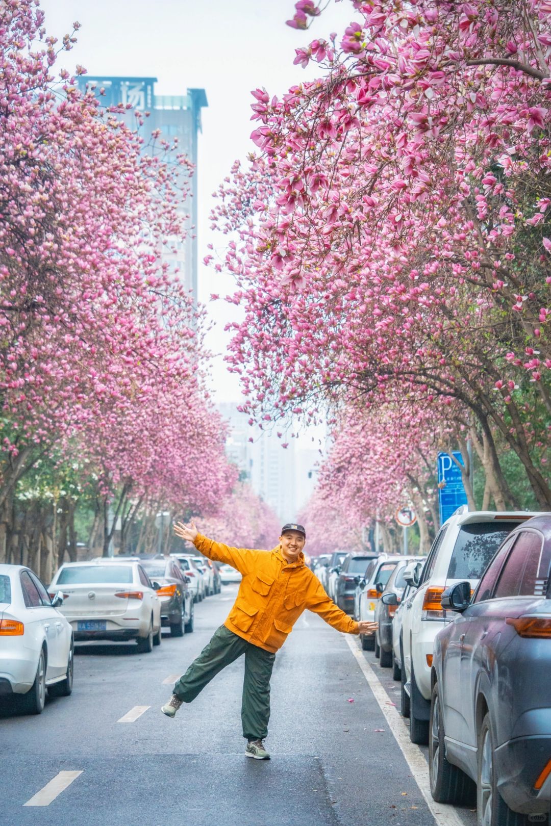 在西安‼️我找到了现实版红玉兰花开的街道