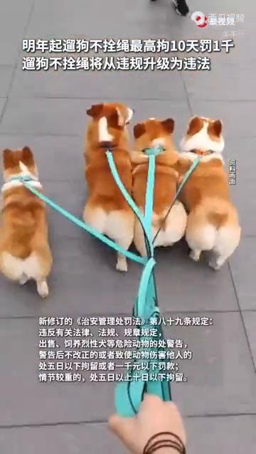 明年起遛狗不拴绳最高拘10天罚1千。
潇湘晨报综合。
遛狗不拴绳将从违规升级为违