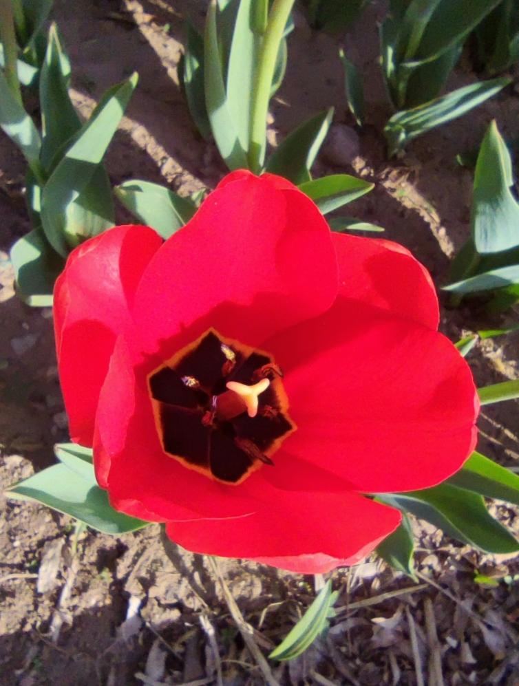 大红色的郁金香
   近日沈阳浑河北岸、三好桥头的沈水湾公园，郁金香盛开。各种颜