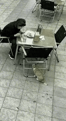 小猫救主