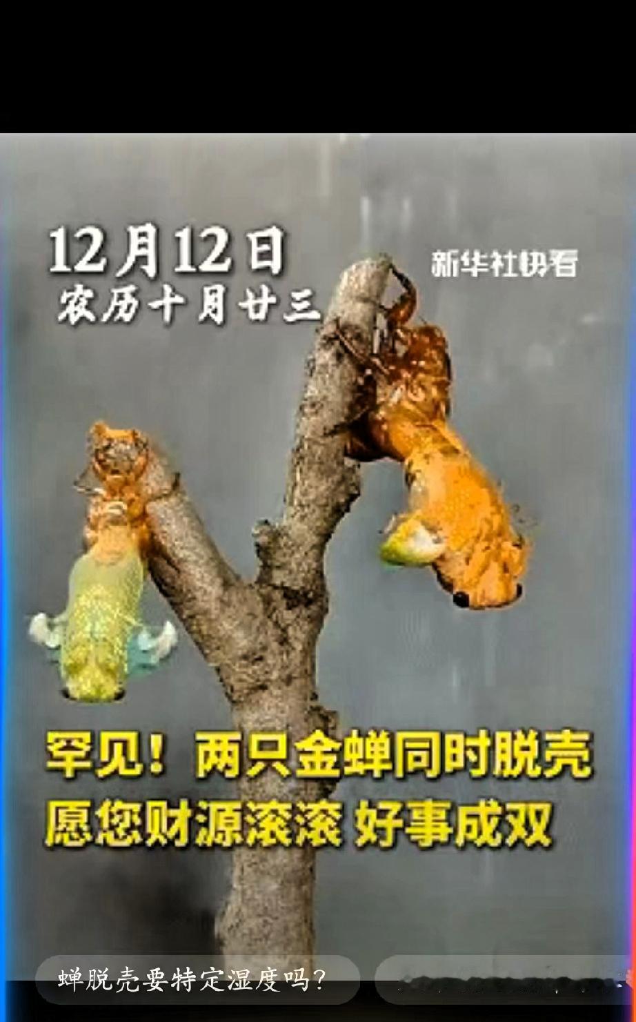 “太罕见了！”深夜，男子去院子里找东西，无意中发现树干上有动静，凑近一看，竟然是