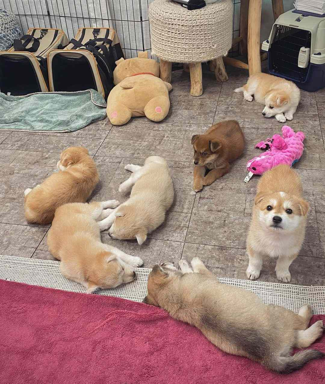 幼儿园里午睡睡不着的小狗：报告老师，我睡不着。 