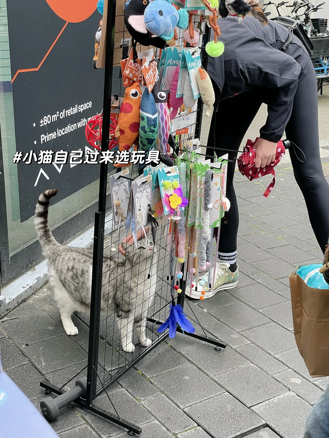 EcoPawPaw 市中心集市第三天