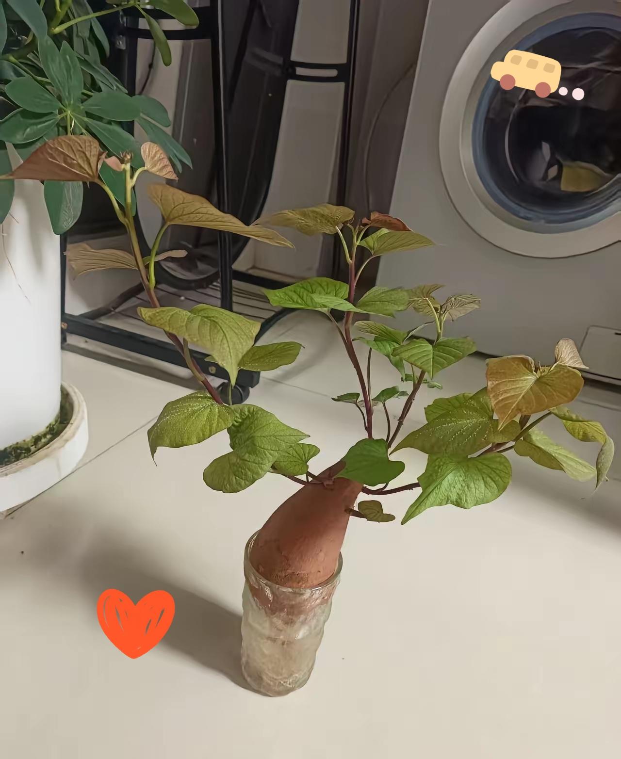 都说财不外漏，但我今天真的憋不住了，必须来这儿偷偷开心一把！
 
工资刚到账，我