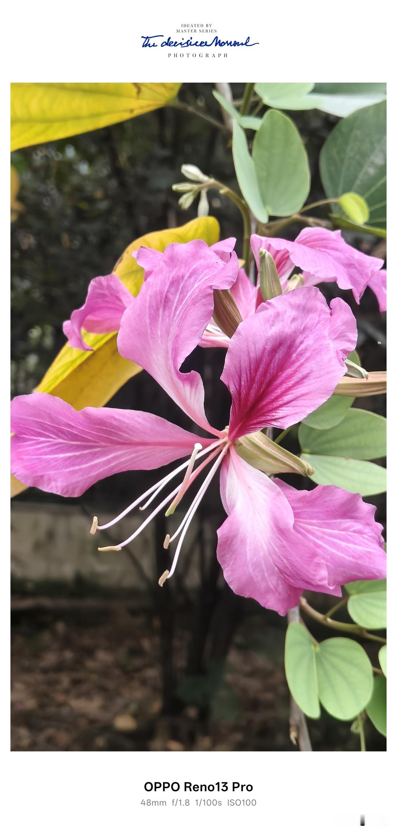 ，什么花都行
漫步公园偶遇盛放的红花羊蹄甲，枝头一簇簇粉紫繁花撞入眼底，瞬间抚平