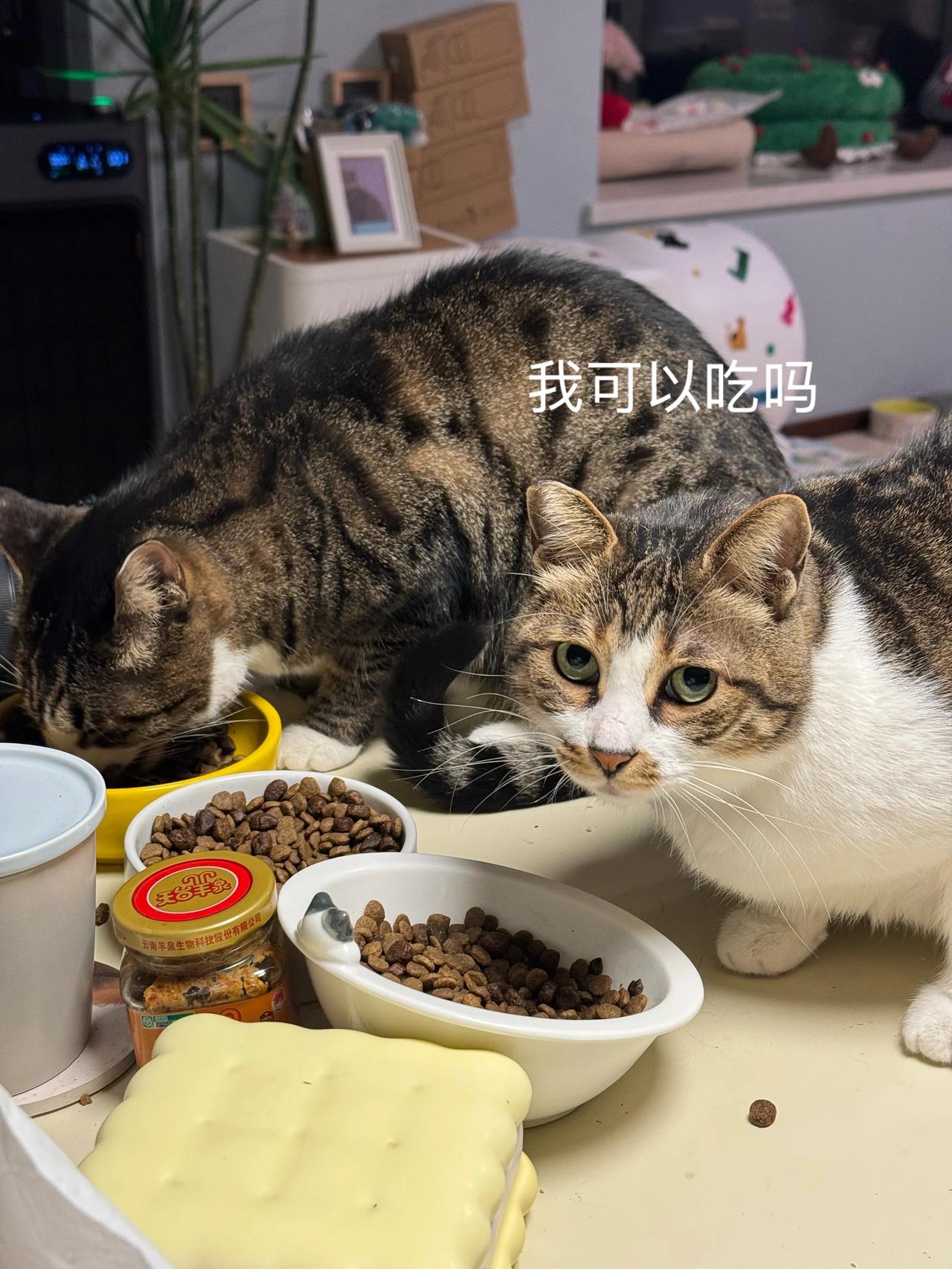 神经侠侣的夜生活：吃饱喝足才有力气拆家！萌宠