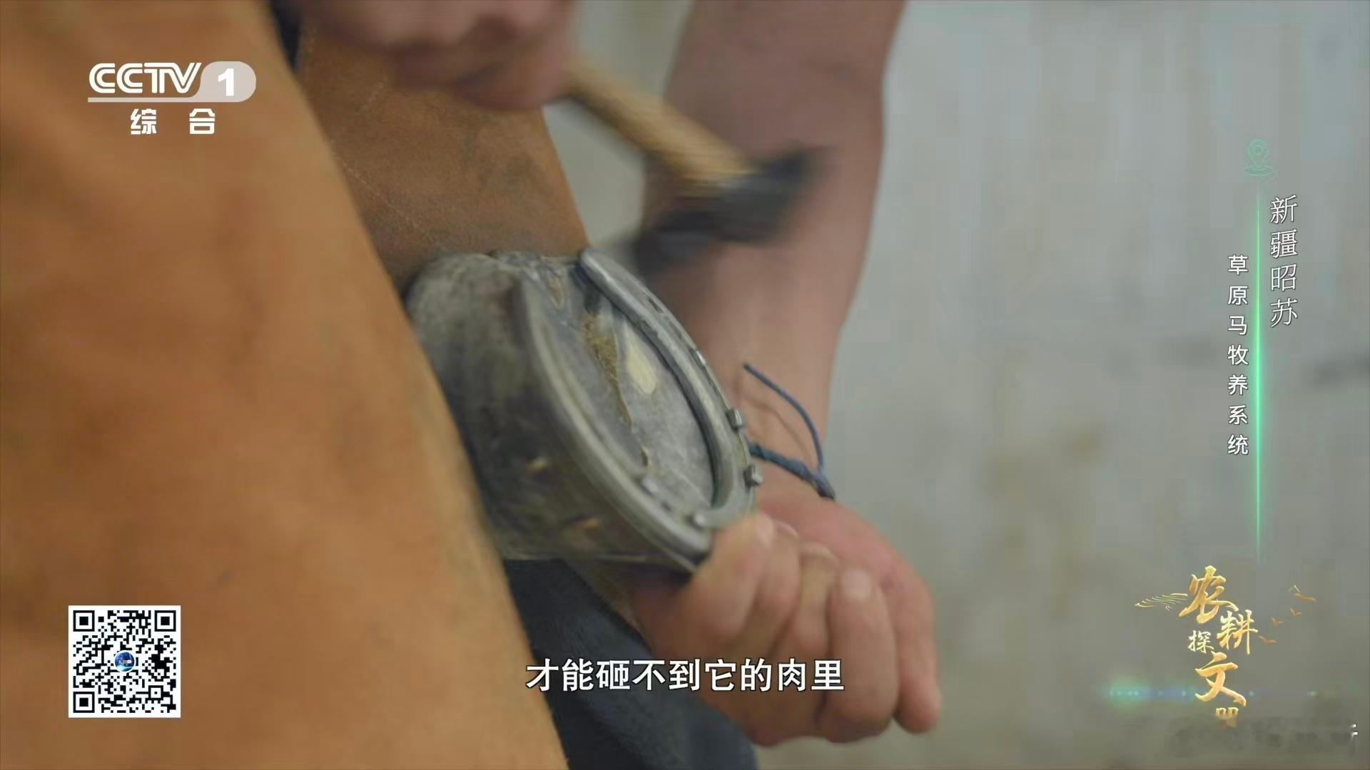 每匹马的蹄形、蹄质都不同，同一匹马四只蹄子也有差异。钉蹄师全靠实操经验摸准修钉方
