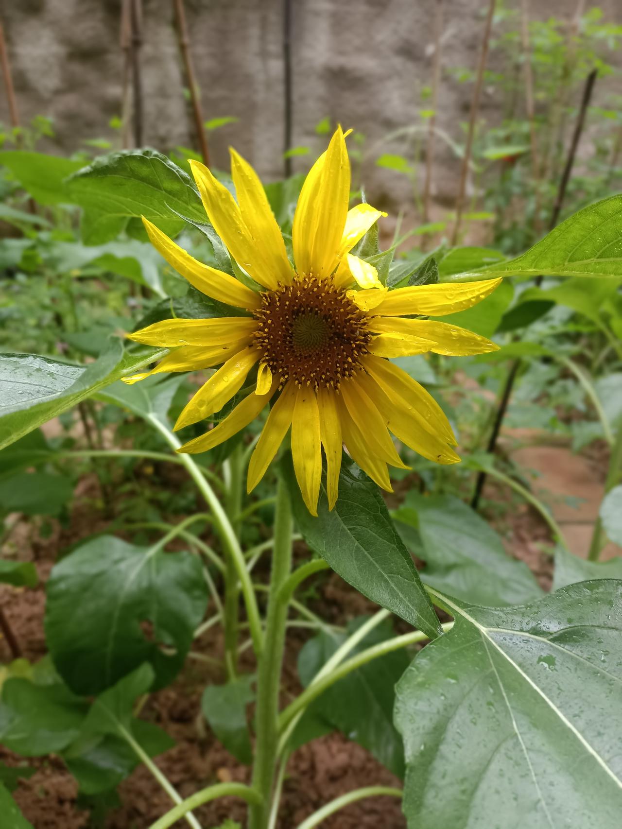 生活平平淡淡，不问世事纷扰，日子细碎寻常，心随花开静，万事皆从容。