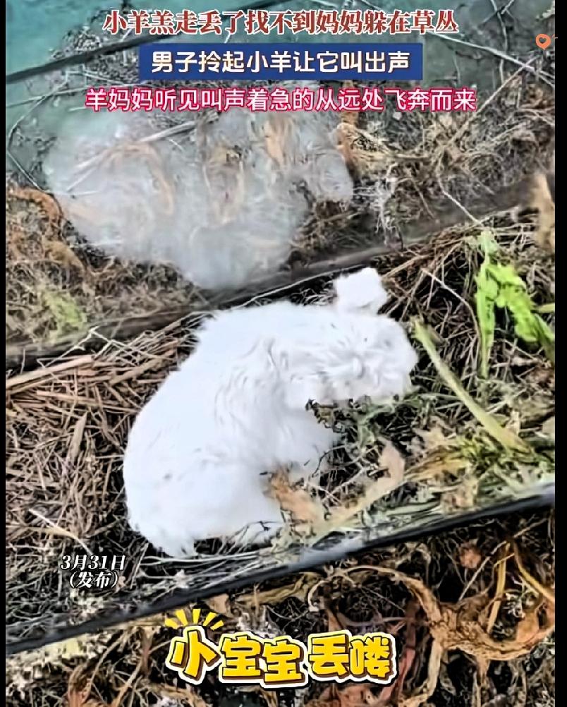 刷到这个小羊找妈妈的视频，直接给我看破防了！
 
一开始小羊羔走丢了，缩在草丛里