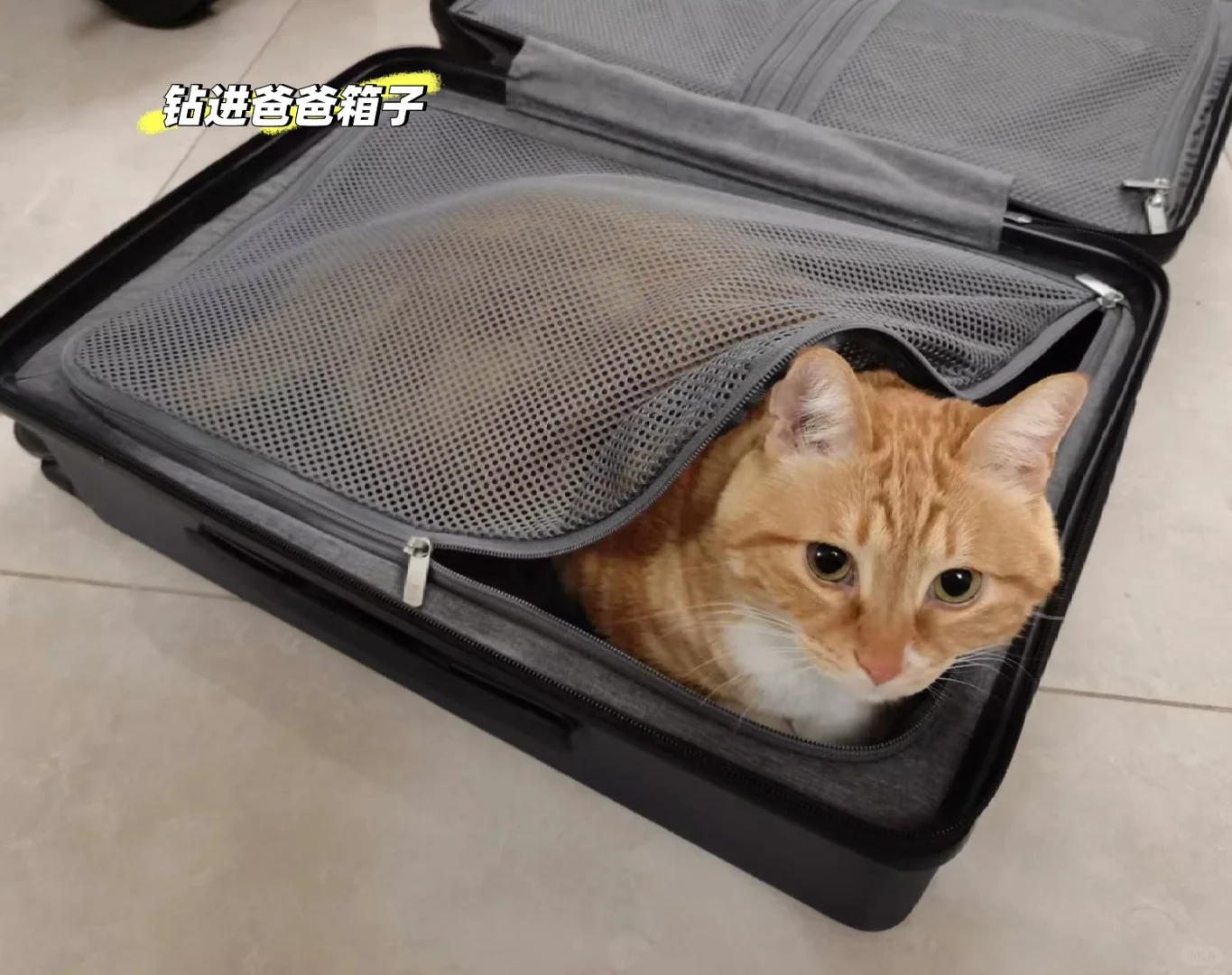小猫不想让人走
