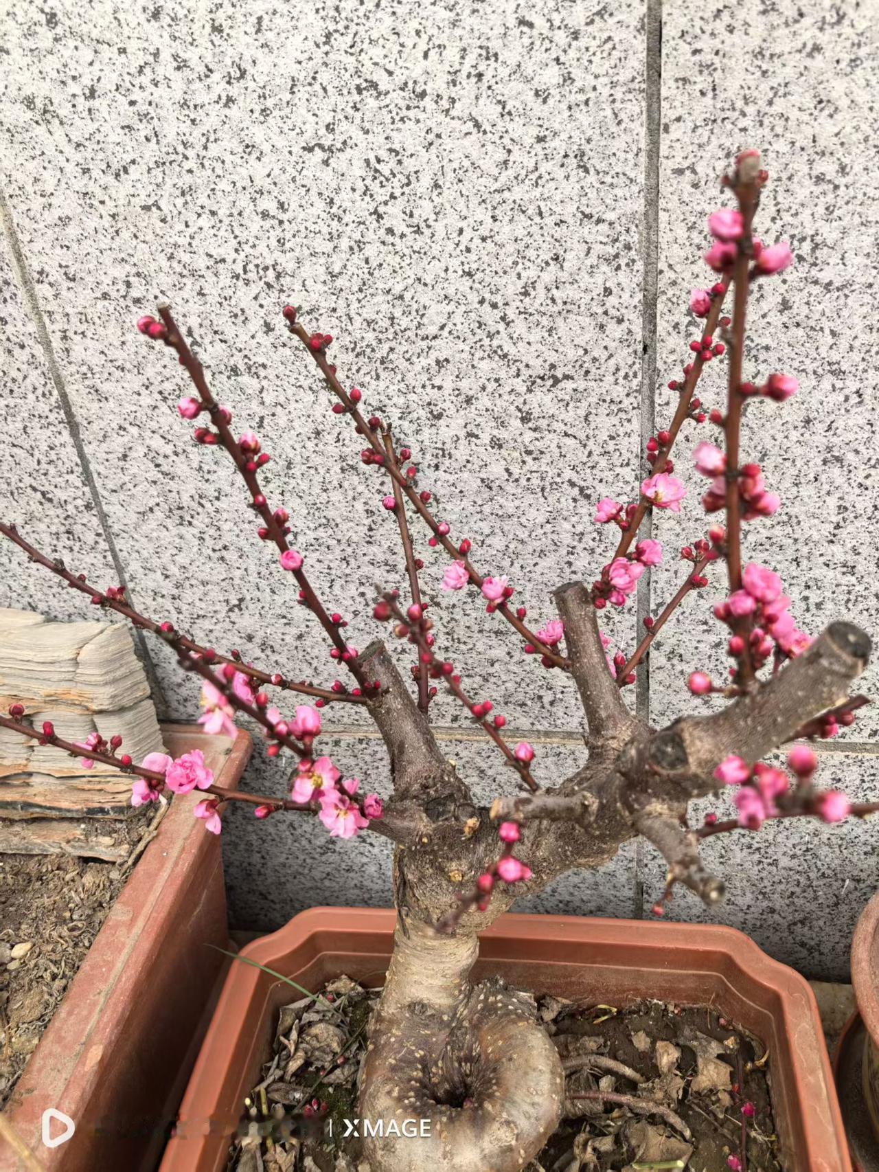 大地回暖，万物复苏，春天的脚步已到眼前。