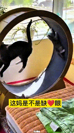 猫妈搁跑轮上玩得不亦乐乎，小奶猫傻乎乎跟着钻进去凑热闹。
谁知道小猫根本不会掌握