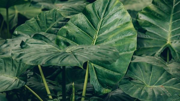 这起“舔一口绿植进急诊”的事件，核心在于公众对常见观赏植物毒性的认知盲区。

该