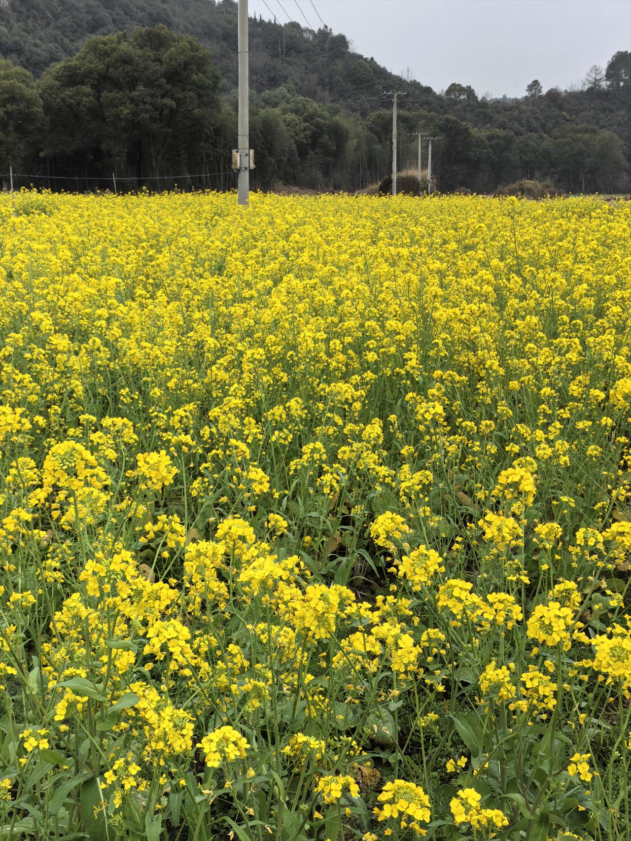 油菜花开了，好漂亮好香啊！油菜花 景点油菜花 初升的油菜花 田园春灿油菜花 老家