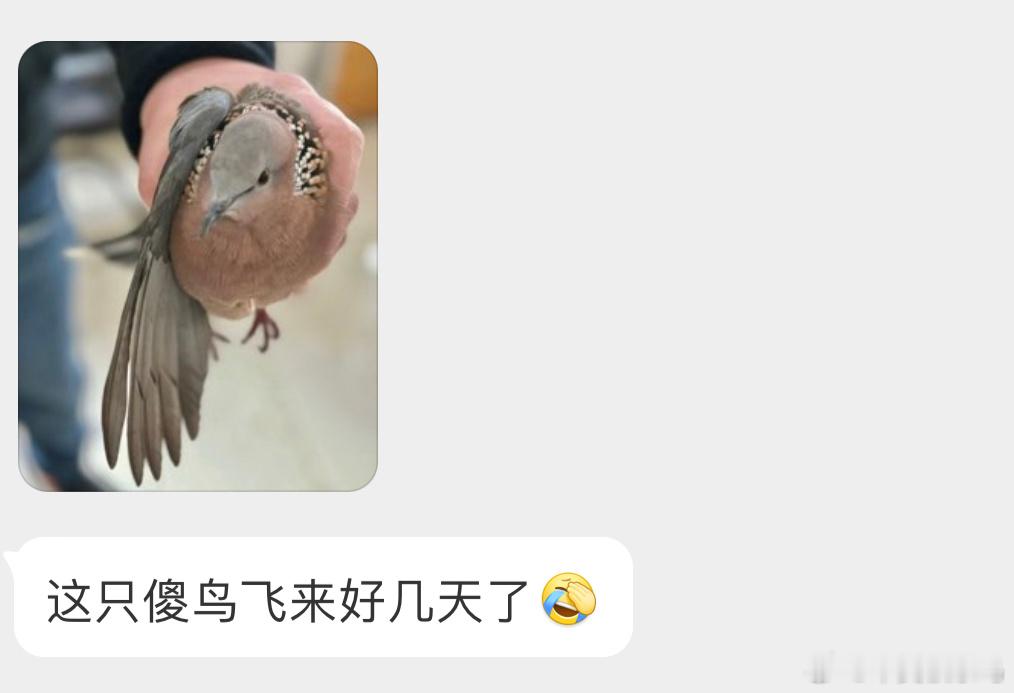 #鸟粉投稿# 把握良鸡环节被捉拿归案的【珠颈斑鸠】尽快放飞就行，红隼还要和它愉快