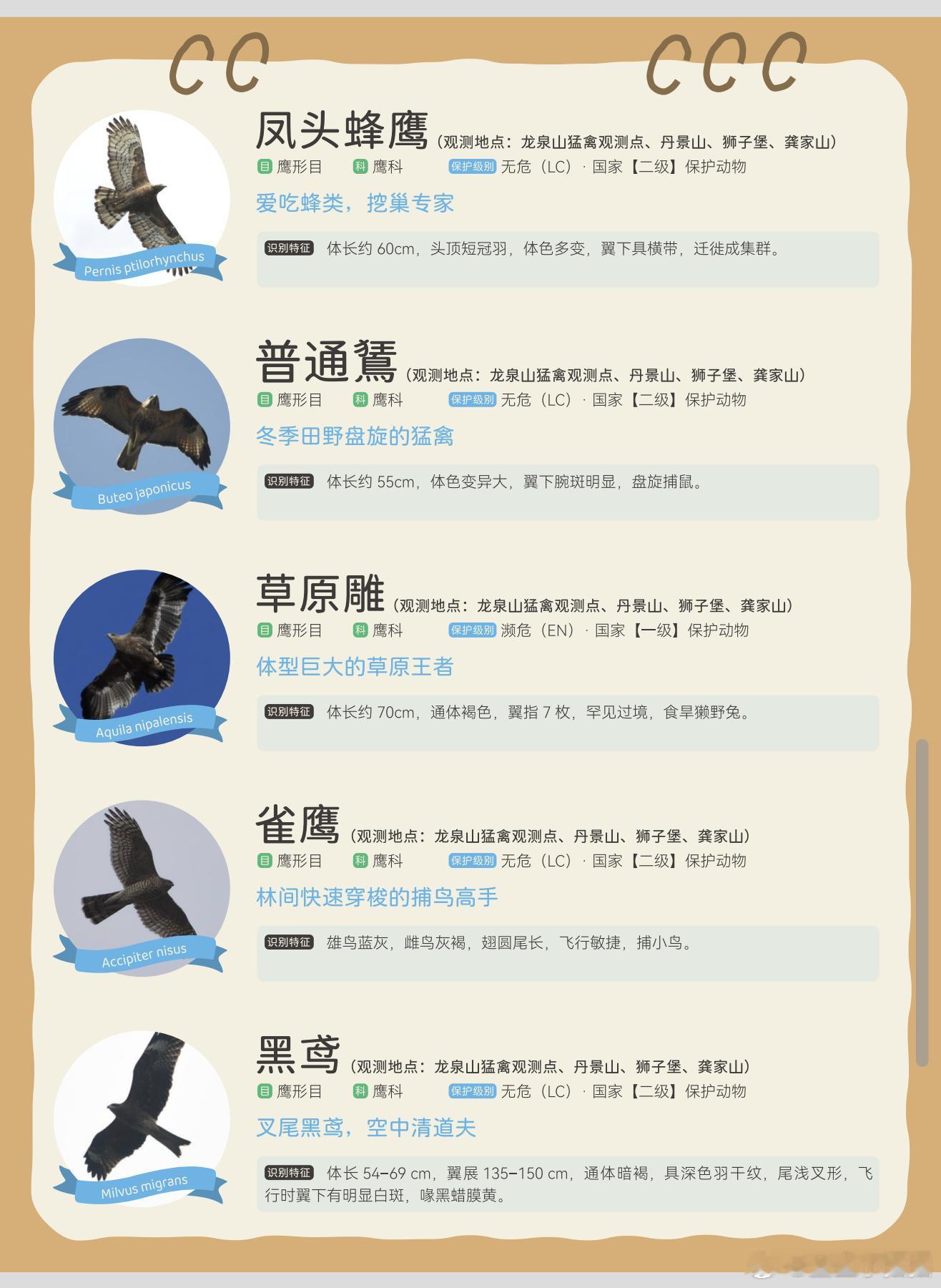 龙泉山的观鸟攻略来了。趁盛夏鸟荒到来之前，小小朋友们快上山……