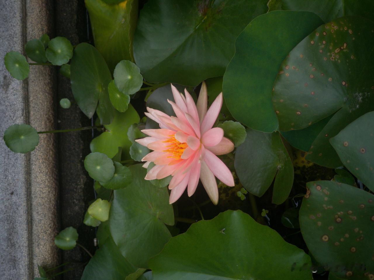分享一张你拍的花，什么花都行