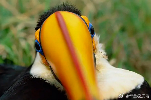 巨嘴鸟的正脸🙊 ​​​