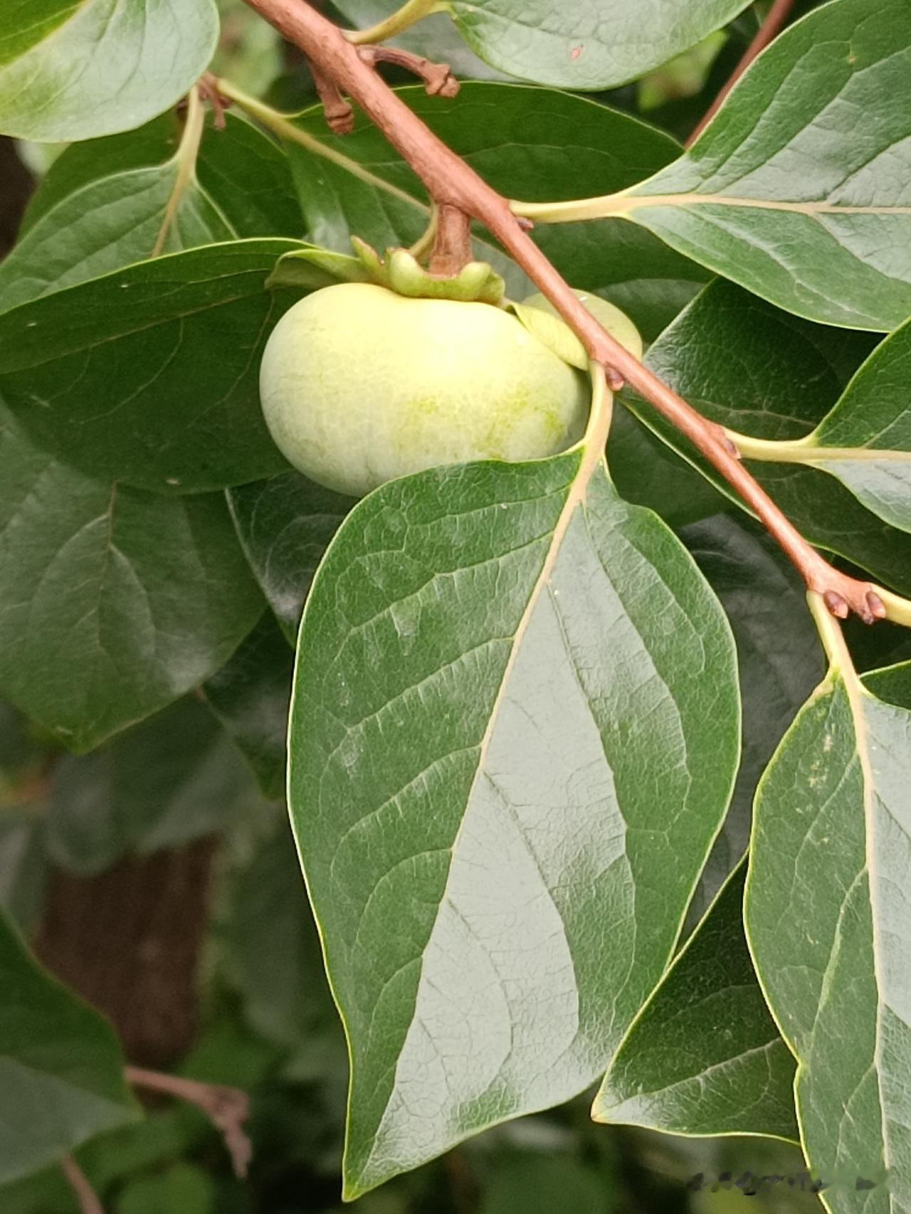 随手拍绿植与果实