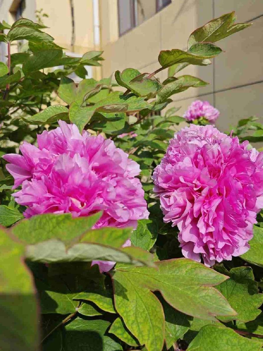 这牡丹花之大，实属罕见，牡丹绽放刹，富贵之姿仿佛惊艳了整个春天. 
这株牡丹色彩