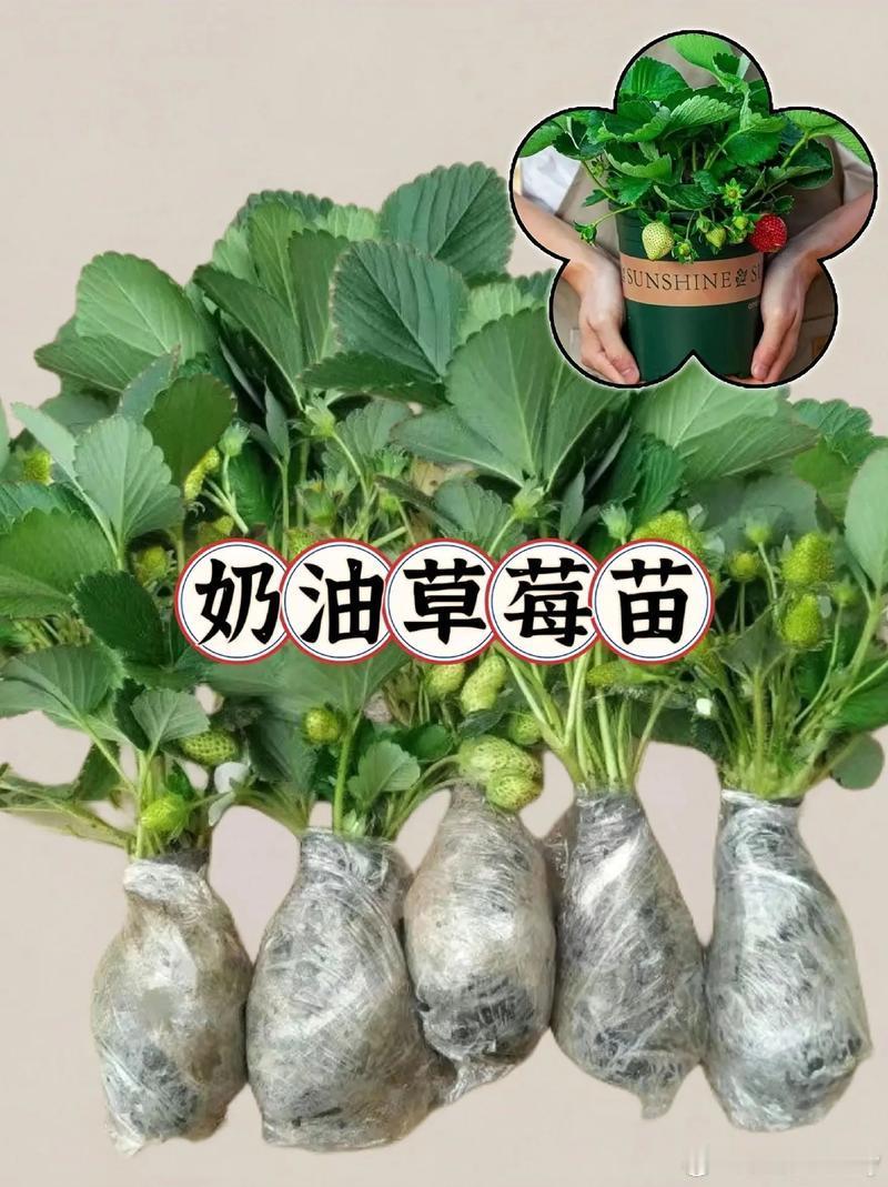 [心][心][心]草莓种植方法：草莓酸甜可口，超级喜欢吃[哈哈][哈哈][哈哈]