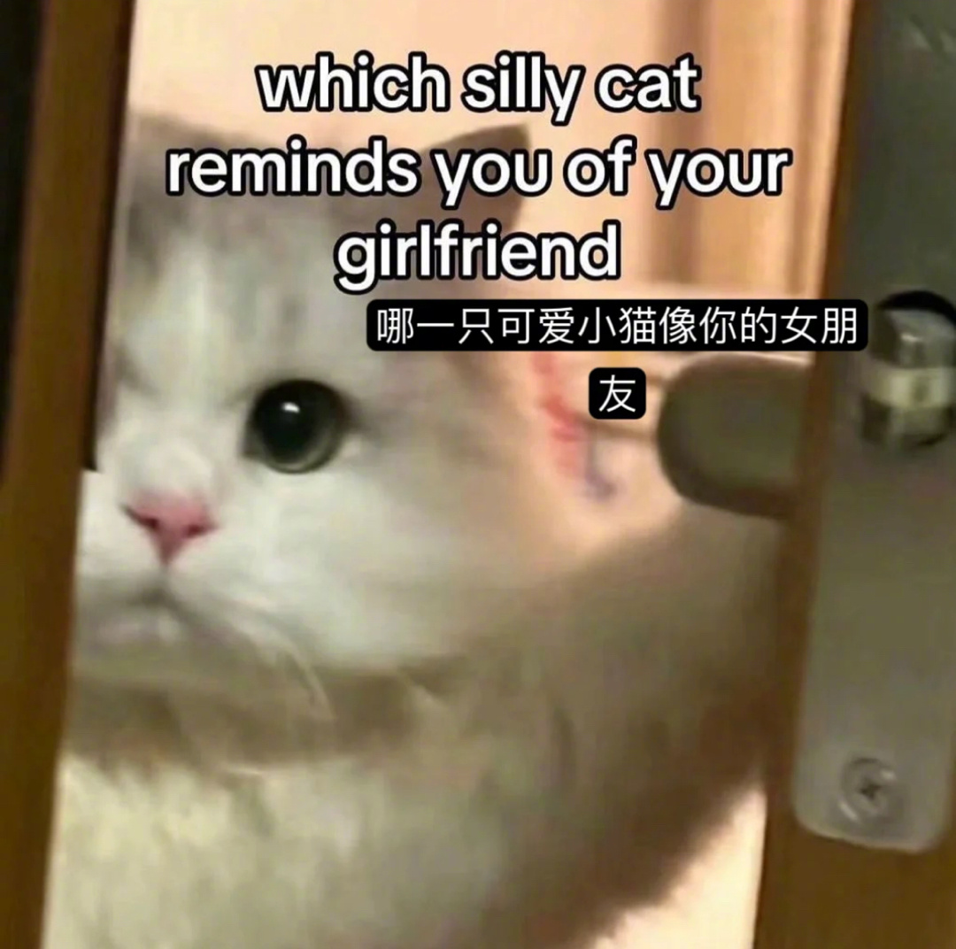 哪一只可爱的小猫像你女朋友 ​​​