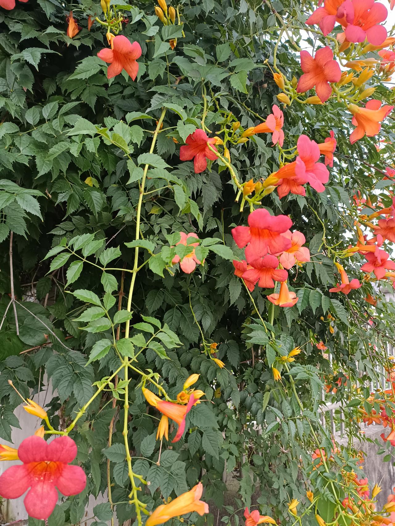 凌霄花，花朵呈喇叭状，颜色为鲜艳的橙红色或橘红色，花冠内面常带深色条纹，外面为橙