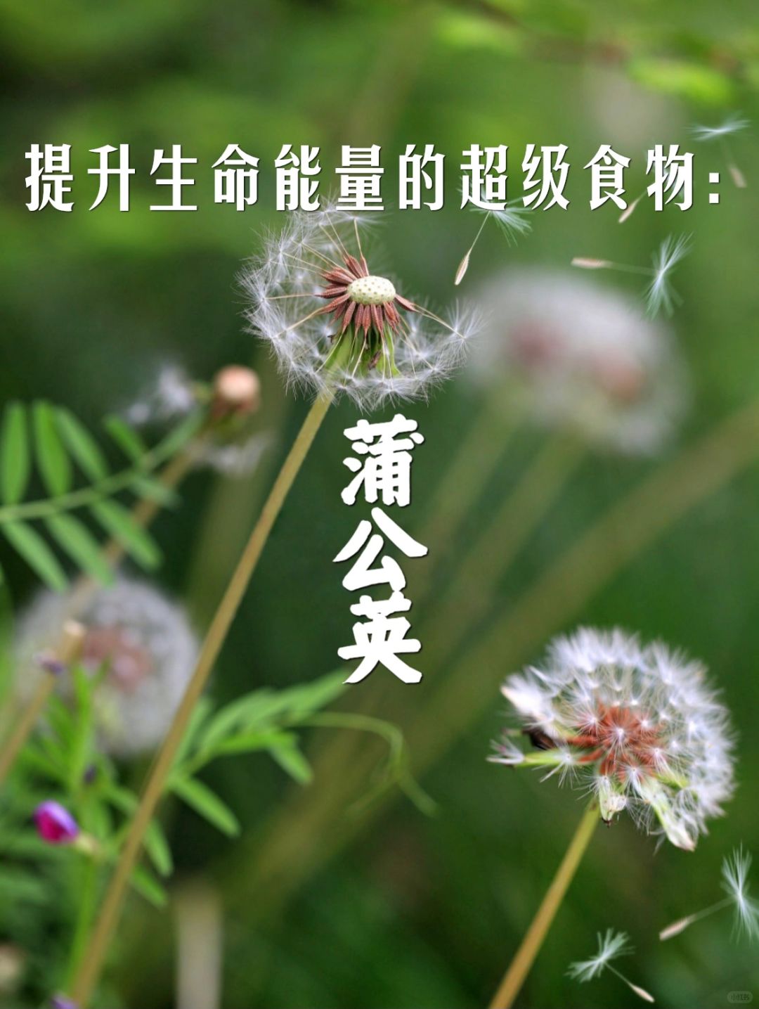强大的排毒净化草本：蒲公英