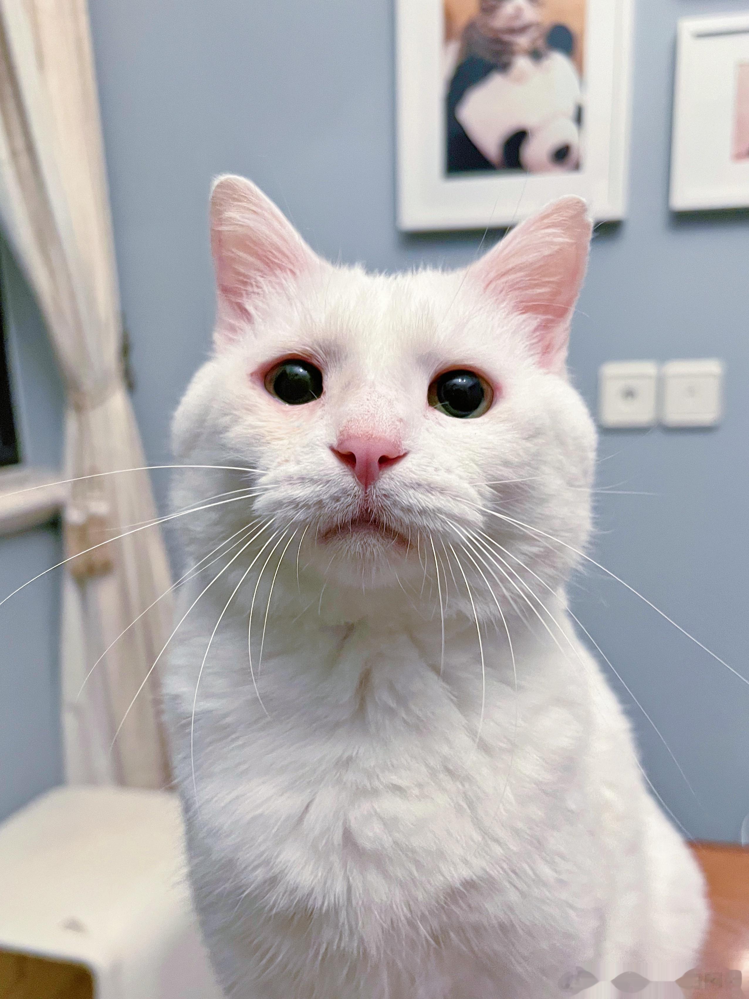 #给宠物拍证件照有多上头# 给小猫咪拍证件照请注意以下几点：1:不要露齿、稍微微