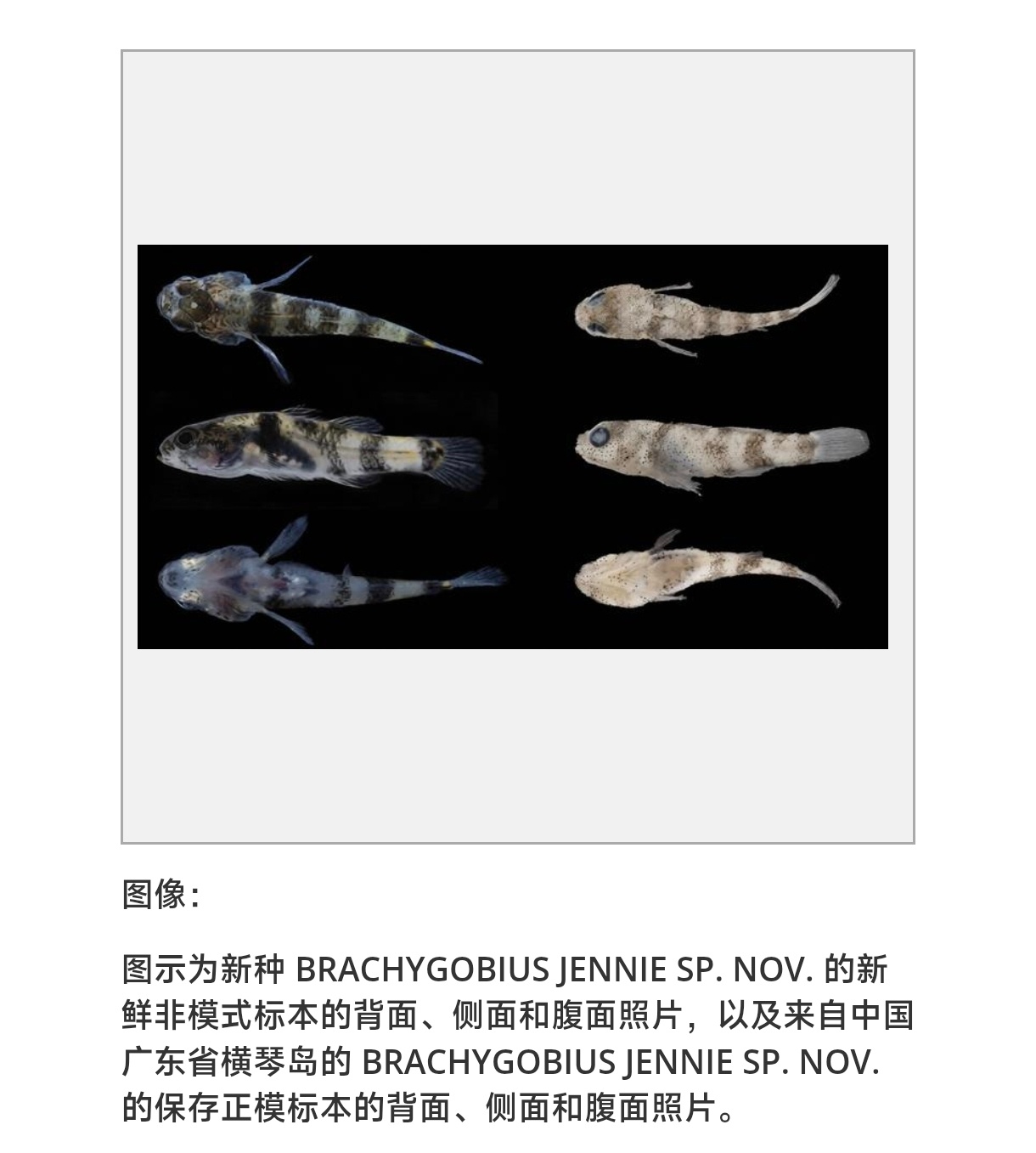 中山大学及其合作机构的研究人员在广东省横琴岛发现了一种新的黄蜂虾虎鱼，本研究的第