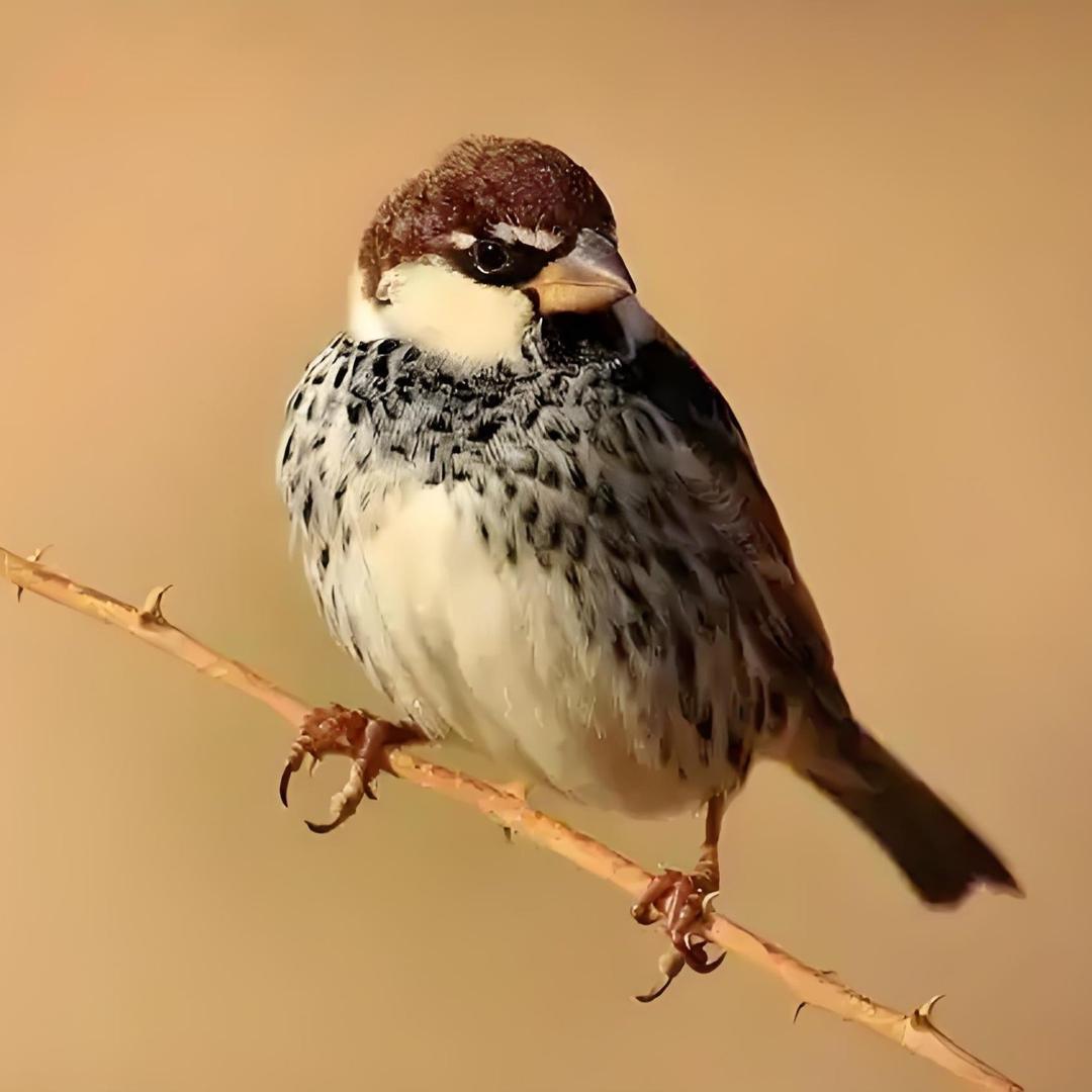 性格不会绝对决定人生，但会深深影响人生。
内向还是外向、急躁还是沉稳、勇敢还是敏