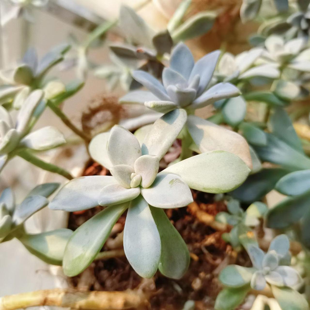 冬日生活打卡季冬日阳光下的多肉！