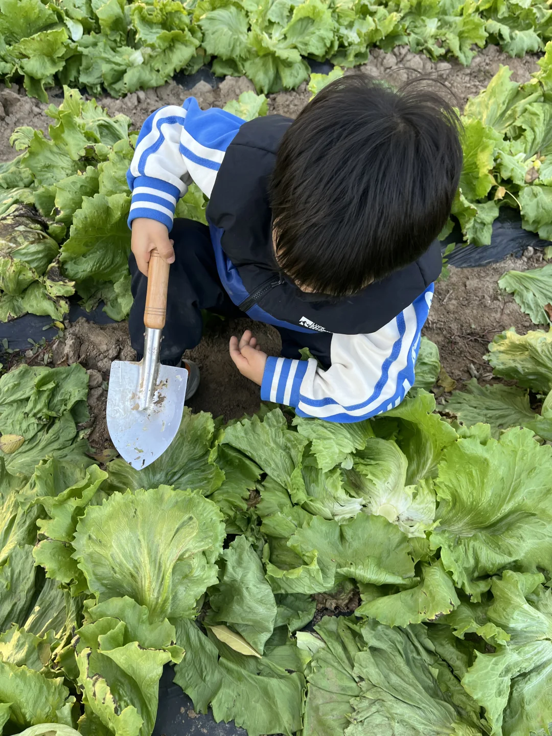 11.3实拍🥬北京大兴圆生菜免费捡