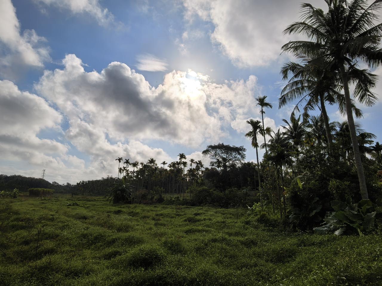 《椰林阳光道》
海南琼海北仍村
春
椰林
阳光道
行者双双