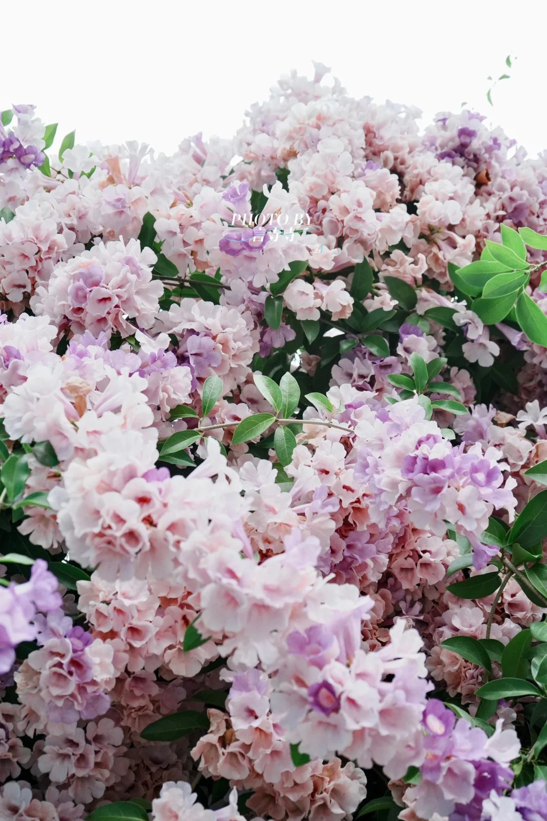 速速📸福州学生街蒜香藤开爆啦～