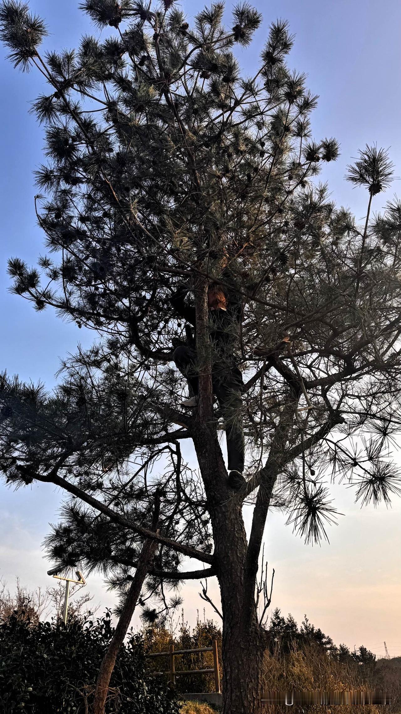 今天干了件大活。前几天在村里的超市附近，看到两棵松树很有味道，之所以有味道，是因