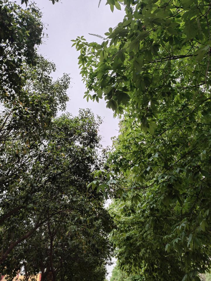 抬头撞见满屏的绿，是初夏独有的治愈感。层层叠叠的枝叶滤去了城市的喧嚣，风穿过缝隙